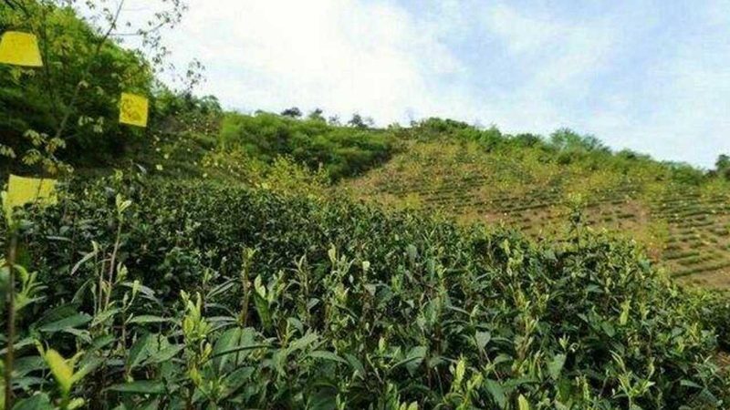 农产品批发市场推广：线上线下渠道成本分析
