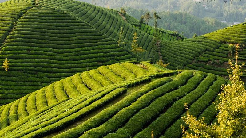 绿色食品选购注意事项孕妇